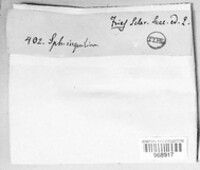 Diaporthe desmazieri image